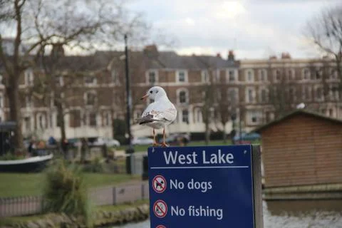 White bird on sign looking to the left Stock Photos