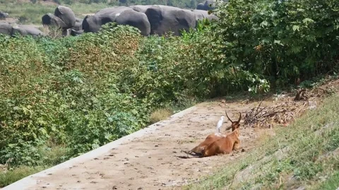 A white bird sits on a brown lying cow in Hampi, India. Trust of animals Video stock 138616890