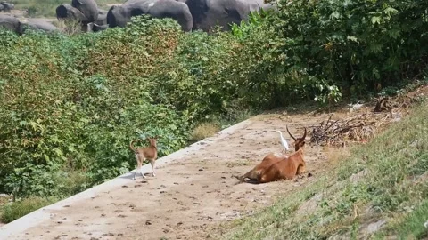 A white bird sits on a brown lying cow in Hampi, India. A dog runs nearby. Trust Video stock 138616966