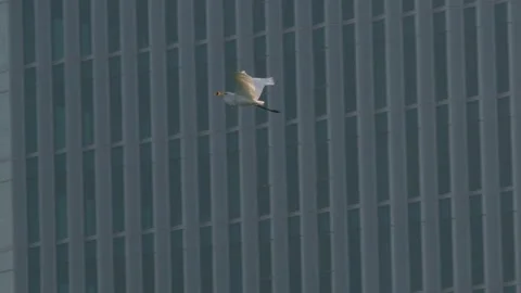White Bird Soaring Past Modern Glass Skyscraper Facade in City 库存影片 334706358