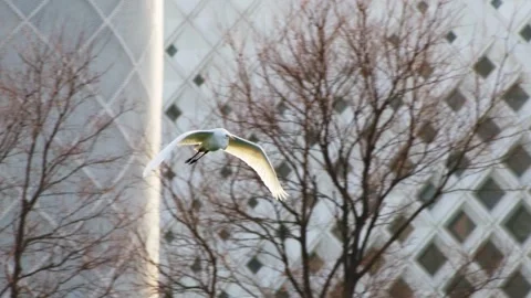 White Bird Soaring Past Modern Diamond Patterned Building Facade Vídeos de archivo 334707226