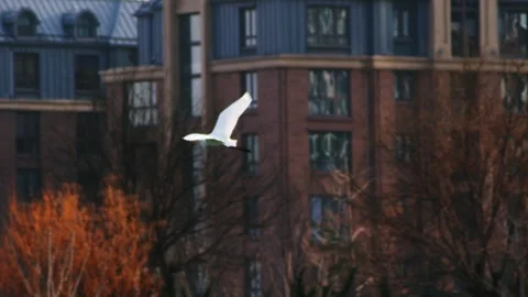White Bird Soaring Through Trees Over Brick Building Background 库存影片 334707067