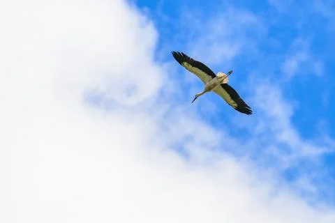 White bird soars through a bright blue sky. Wings spread wide against fluffy Stock Photos
