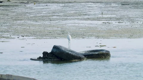 White bird standing next to old tire in Sitra shore Stock Footage 297679139