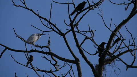 White bird surrounded by crows and other birds enjoying the calm breeze of w Stock Footage 285700440
