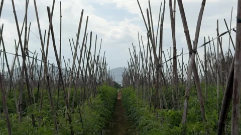 A white bird takes off from the ground between tomato rows, while supported Stock Footage 327375831