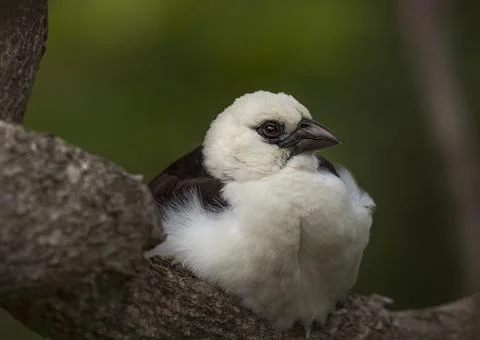 White bird in tree Stock Photos