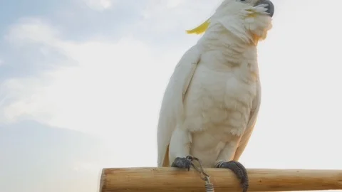 White Bird on the tree sky background, 動画素材 100542825