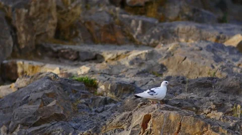 White Bird Walking around the Rocks Stock Footage 53232823