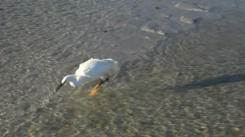 White bird walking on beach in Florida, at magic hour Stock-Footage 48510824