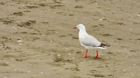 A white bird walking in sand Stock Footage 57408561