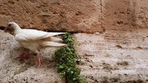 White bird walking on weathered stone wall of old building in Spain Video stock 342029846