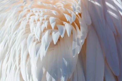White bird wing feather close-up under natural light Stock Photos