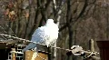 White bird on wire HD Footage