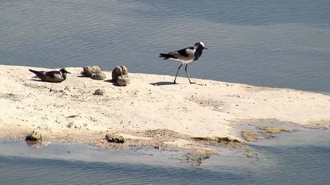 White Birds and Elephant Dung at Waterhole Stock Footage 92377670