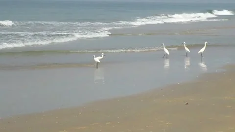 White birds by the beach Stock Footage 154327670