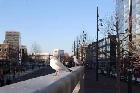 White birds in citty Stock Photos
