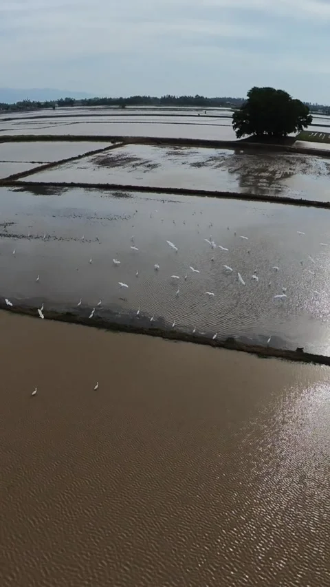 White birds drift over flooded rice paddies Stock Footage 345409241