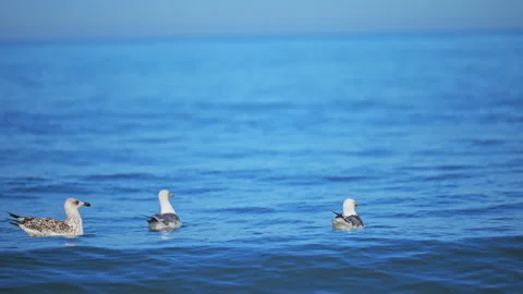 White birds drifting on crystal sea water in beautiful sunny coastal weather. Stock Footage 335486653