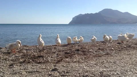 White Birds Ducks Clean Feathers on a Beach Sea Near Qara Dag Mountain Crimea Stock Footage 167967983