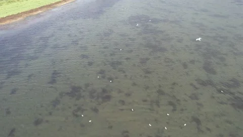 White birds fly Stock Footage 210593095