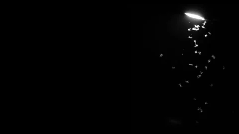 White Birds Flying on Dark Background Video stock 333422353