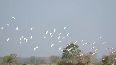 White birds flying over open rural field Stock Footage 331277810