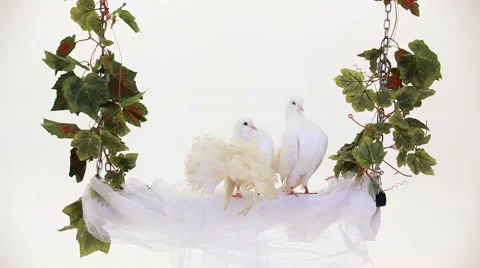 White Birds 스톡 동영상 52410438