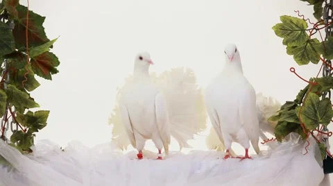 White Birds Stock Footage 52522500