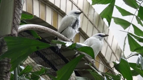 White birds Stock Footage 80898876