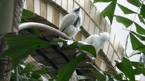 White birds Stock Footage 80995806