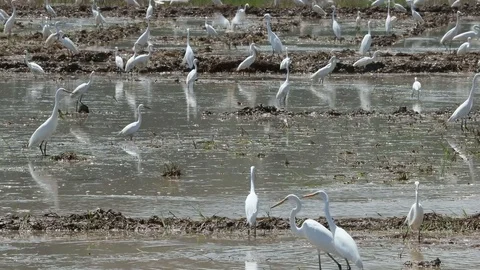 White birds Stock Footage 101492949