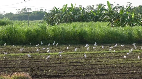 White Birds Stock-Footage 344822075