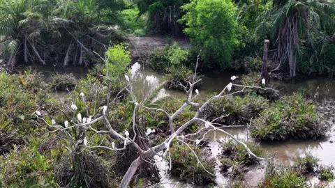 White birds perch on a dead tree branch Stock Footage 339830189