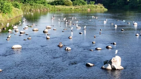 White birds perch on rocks in calm river water Stock Footage 340887916