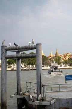 White birds perched on ferry structure Chao Phraya river Foto stock