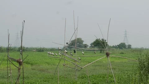 White Birds Perched Video stock 336686962