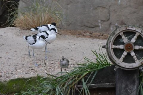 White birds Stock Photos