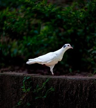 White birds  Stock Photos