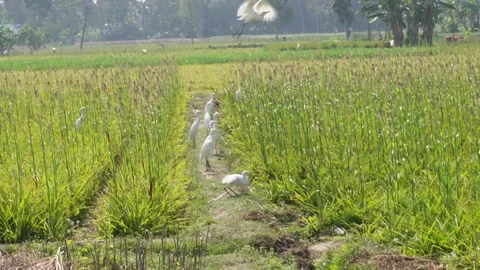 White Birds Standing Видео 333900047