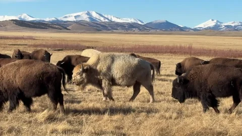 White Bison Roaming with Herd in Colorado Mountains Stock Footage 336689789