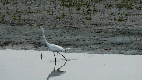 White Bittern, Egret bird walking in water sea mud beach to forage . Stock-Footage 100107089