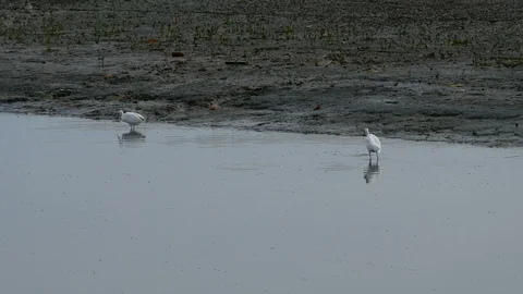White Bittern, Egret bird walking in water sea mud beach to forage . Stock-Footage 100108279