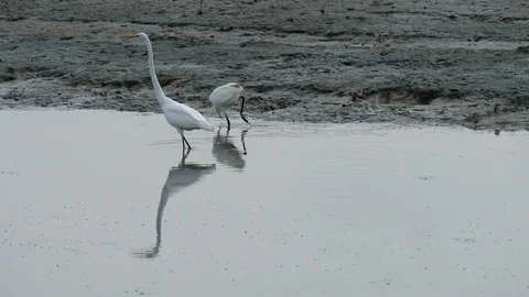 White Bittern, Egret bird walking in water sea mud beach to forage . Stock Footage 100108311