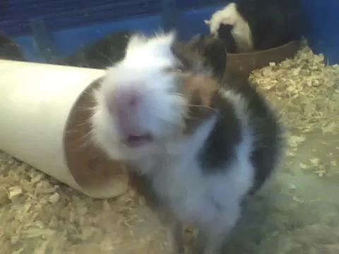 White, black and brown Peruvian guinea pig wants to be filmed Stock Footage 161211687