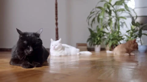 White, black and ginger cats lying relaxed on the floor Stock Footage 320467051