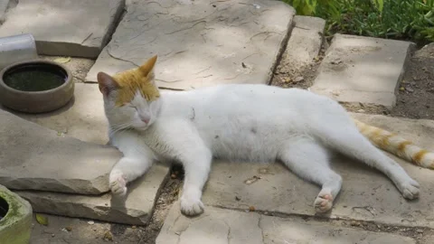 A white black cat with a yellow head and tail half asleep in the daytime in 4k Stock Footage 150304734