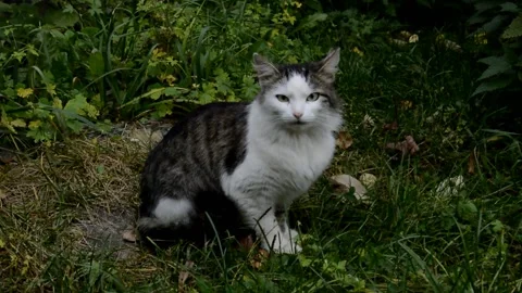 White with black fluffy cat Stock Footage 231316774