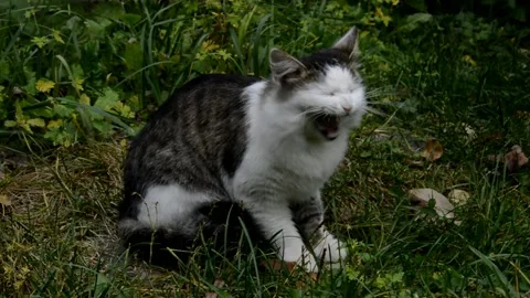 White with black fluffy cat Stock Footage 231317015