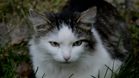White with black fluffy cat Stock Footage 231324727